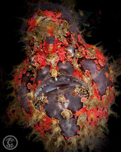 Giant Frogfish amongst an old iron structure in Anilao.  ... by Stephen Holinski 